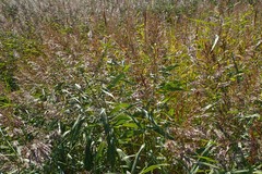 Phragmites australis
