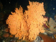Melithaea rubra