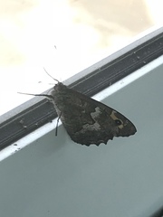 Hipparchia cypriensis