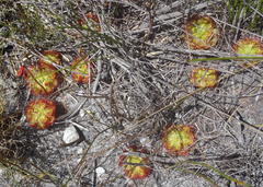 Drosera xerophila