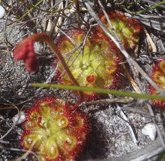 Drosera xerophila