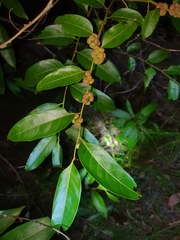 Glochidion zeylanicum