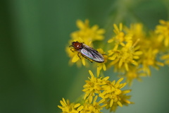 Dilophus stigmaterus