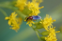 Dilophus stigmaterus