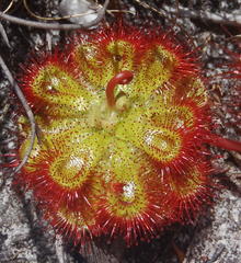 Drosera xerophila