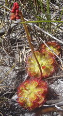 Drosera xerophila
