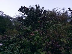 Viburnum betulifolium