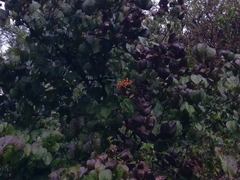 Viburnum betulifolium