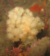 Pseudonephthea liltvedi