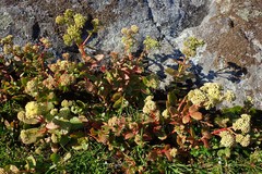 Hylotelephium maximum