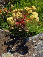 Hylotelephium maximum