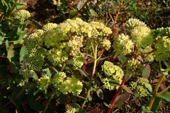 Hylotelephium maximum