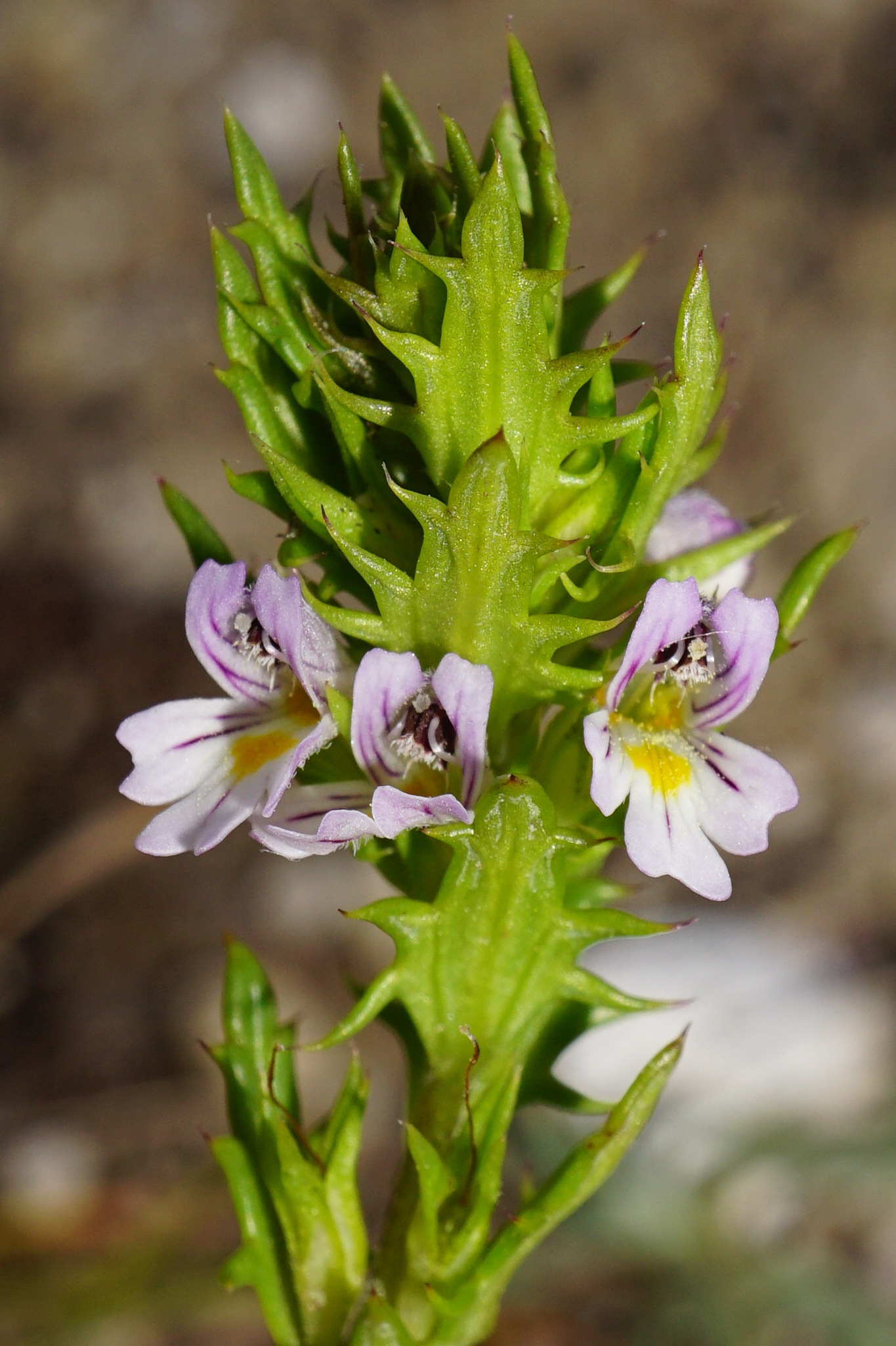Euphrasia salisburgensis
