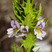 Salisburg Eyebright - Photo (c) Patrick Hacker, some rights reserved (CC BY), uploaded by Patrick Hacker