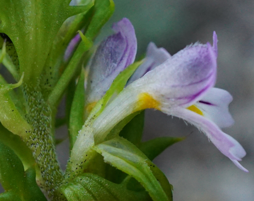 Image of Euphrasia salisburgensis by (c) Patrick Hacker, some rights reserved (CC BY)