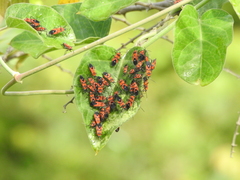 Oncopeltus nigriceps