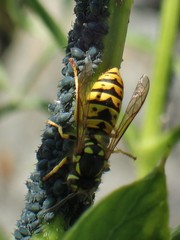 Vespula germanica