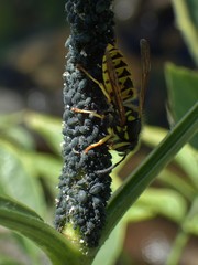 Vespula germanica