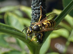 Vespula germanica