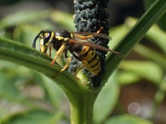 Vespula germanica