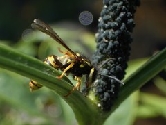 Vespula germanica