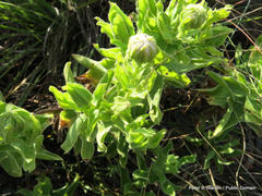 Helichrysum setosum