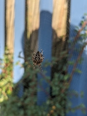 Araneus diadematus