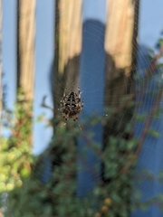 Araneus diadematus