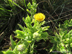 Helichrysum setosum