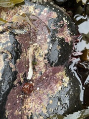 Spirobranchus triqueter