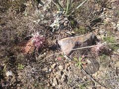 Castilleja mexicana