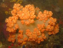 Pseudonephthea liltvedi