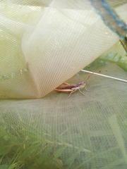 Chorthippus dichrous