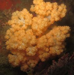 Pseudonephthea liltvedi