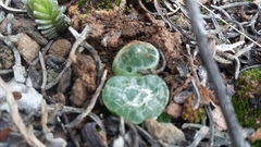 Bulbine mesembryanthemoides