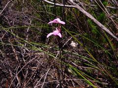 Disa inflexa