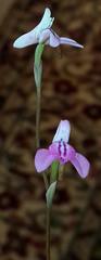 Disa inflexa