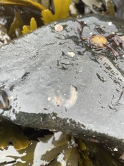 Leptoplana tremellaris