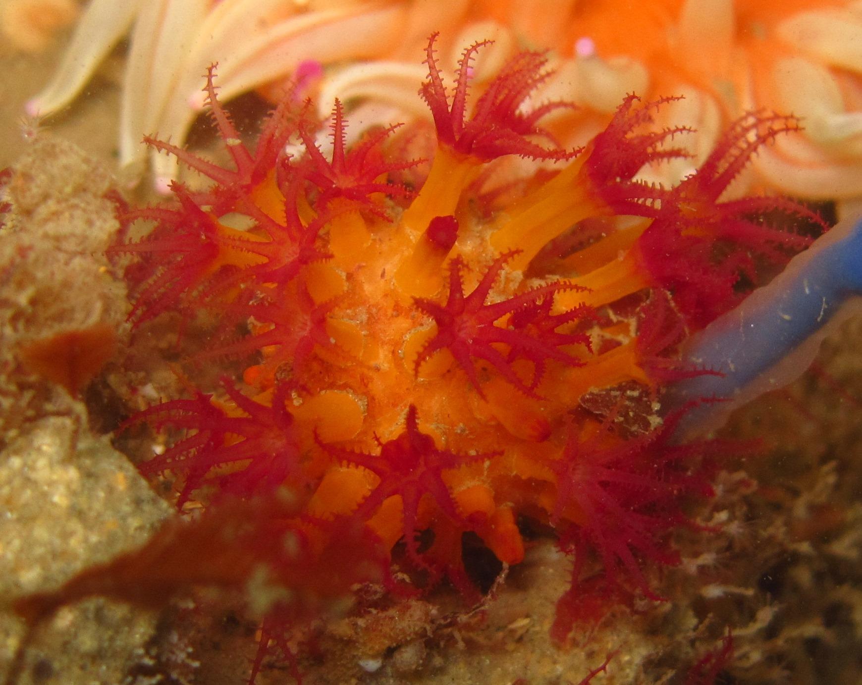 Lampophyton spinatum McFadden & van Ofwegen, 2017
