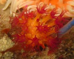 Lampophyton spinatum