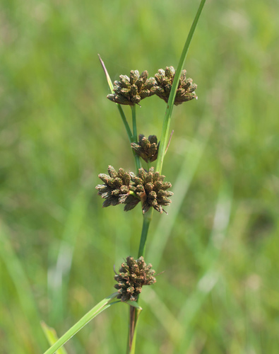 Scirpus fuirenoides iNat (3)