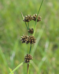 Scirpus fuirenoides