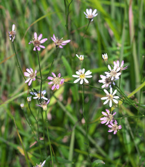 Aster rugulosus