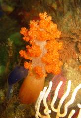 Pseudonephthea liltvedi