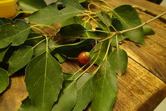 Cordia caffra