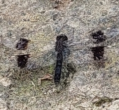 Brachythemis leucosticta