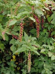 Phytolacca americana