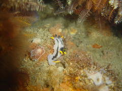 Polycera capensis