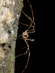 Forsteropsalis inconstans