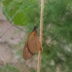 Acraea lycoa
